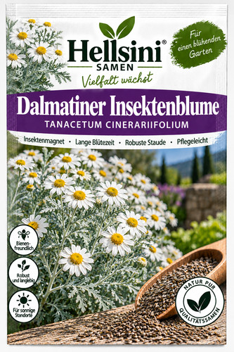Dalmatiner insektenblume - dalmatiner,