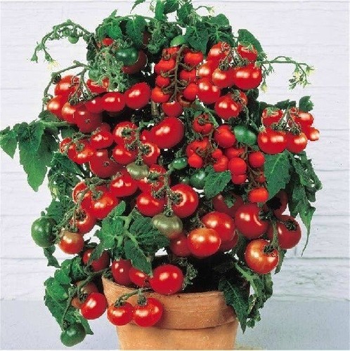 Busch tomaten - 3, busch-tomaten