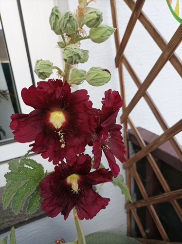 Stockrosen samen - 20,
