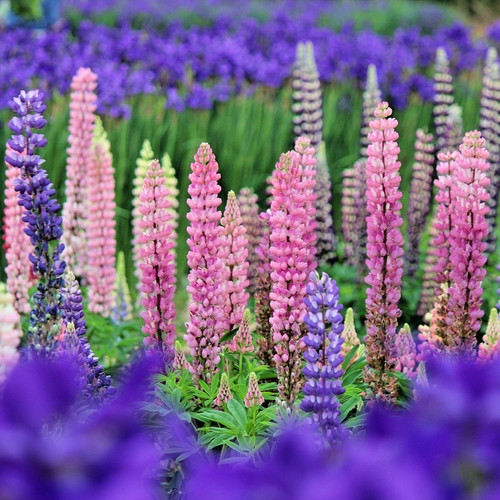 Samen hohe stauden lupine - 50,