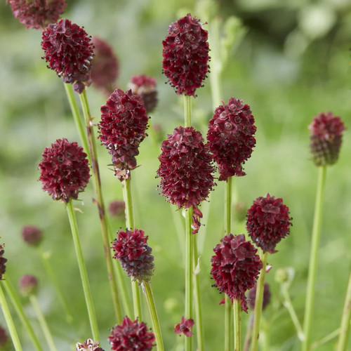 Großer wiesenknopf samen - wiesenknopf,