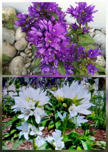 Samen der campanula - 30,