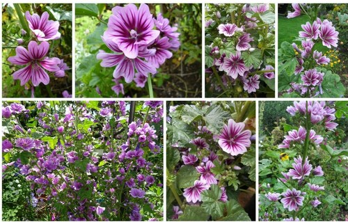 Malva zebra malve lila rose - , lila/rose