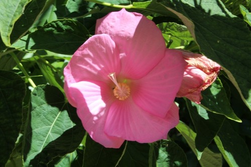Samen hibiscus moscheutos - samen,