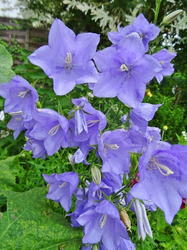 Campanula persicifolia