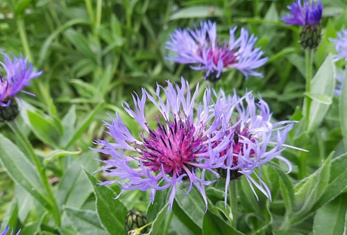Samen bergflockenblume - samen,