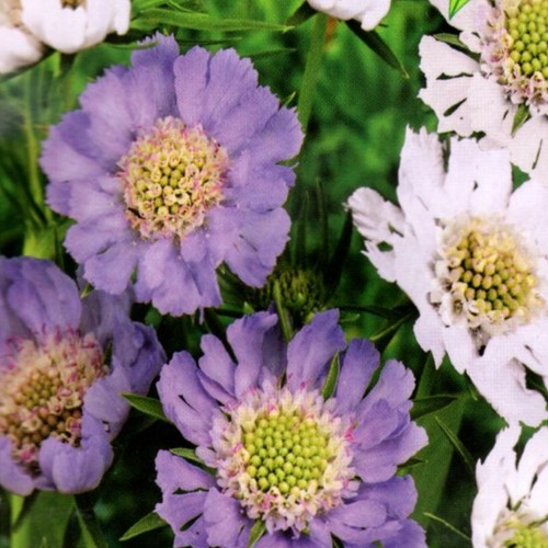 Skabiose kaukasus scabiosa - skabiose,
