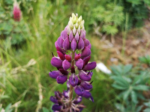 Samen blaue stauden lupine - blaue,