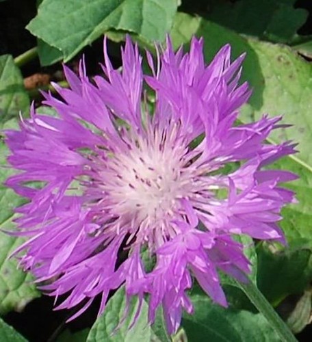 Skabiosen flockenblume - skabiosen,