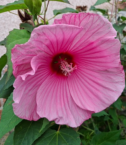Samen blumensamen - samen,