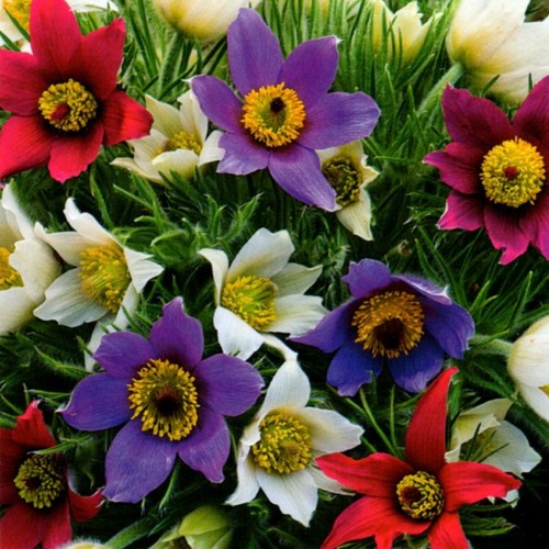 Küchenschelle mix blumen - mix,