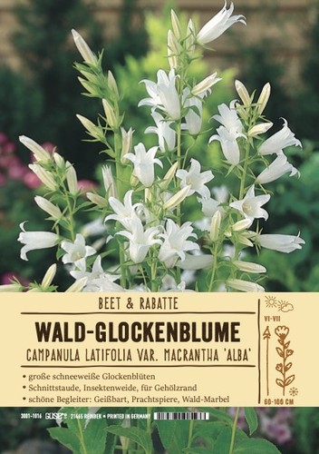Campanula latifolia alba - latifolia, "alba"
