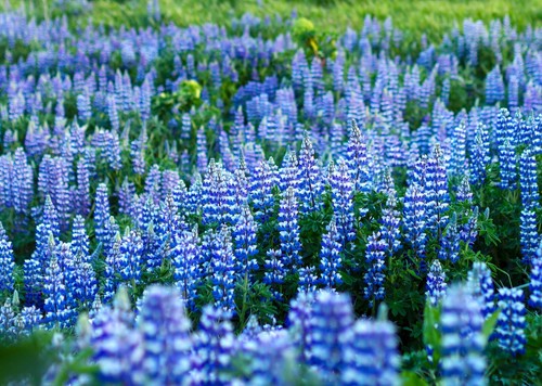 200 samen staudenlupine - samen,