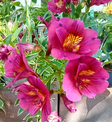 Staude inkalilie alstroemeria - staude,