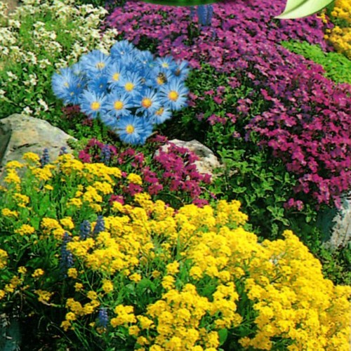 Steingarten stauden blumen mix - steingarten,