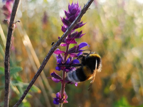 Blumenwiese mehrjährig - m2,