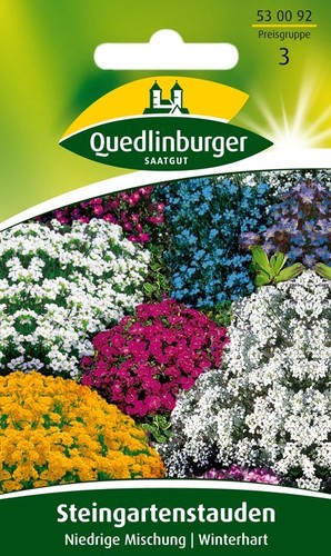 Steingartenstauden niedrige - steingartenstauden, "niedrige