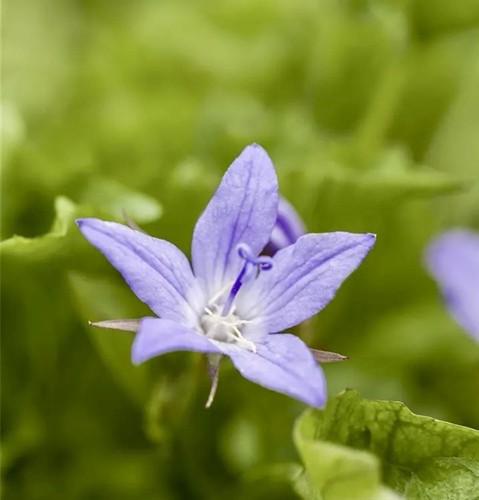 Hängepolster-Glockenblume