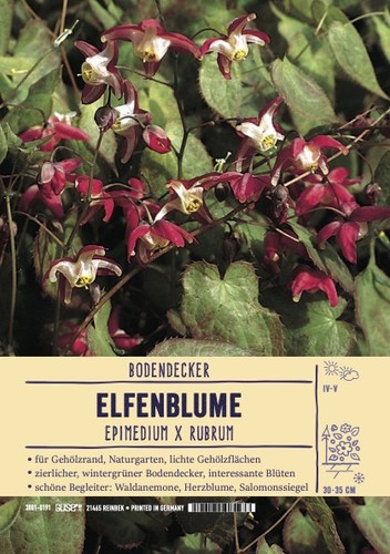 Epimedium rubrum - epimedium, x