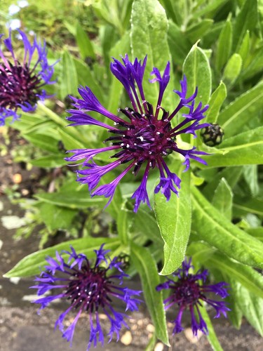 Bergflockenblume pflanzen - 3x,