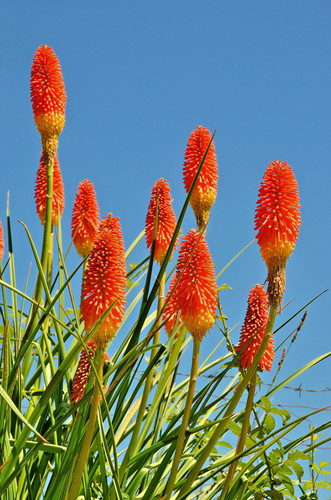 Gute blumen samen garten - gute,
