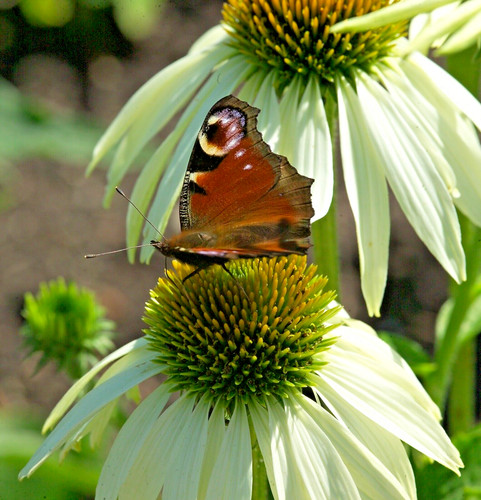 Samen weisse echinacea blumen - samen,