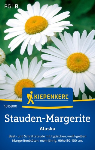 Weiße stauden margerite - stauden,