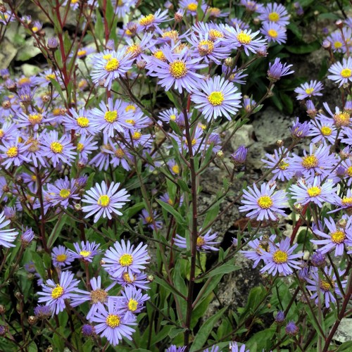 Berg aster samen - berg-aster,