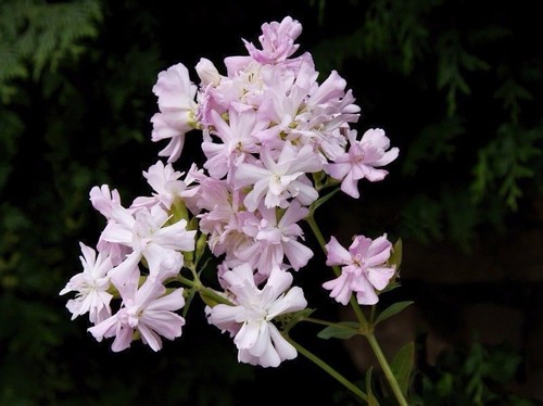 Gute blumen samen zart - gute,