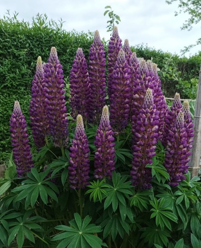 Staudenlupine lila lupine - staudenlupine,