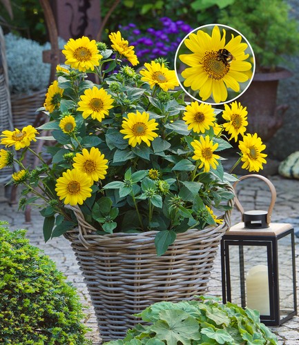 Winterharte sonnenblume - winterharte,
