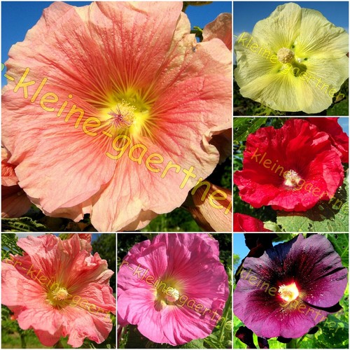 120 samen stockrosen bunte - samen,