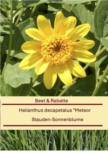 Helianthus decapetalus meteor - helianthus,