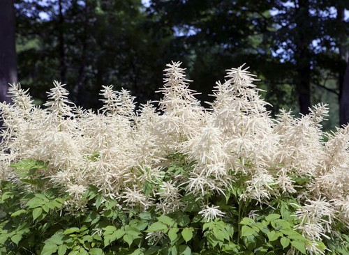 Gute blumen samen - gute,
