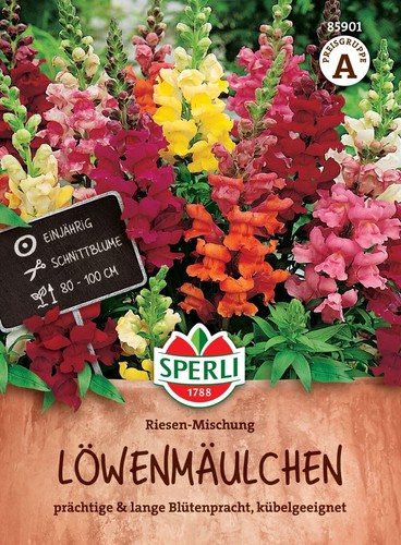 Löwenmäulchen riesen - löwenmäulchen,