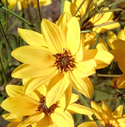 Weidenblättrige sonnenblume - weidenblättrige,