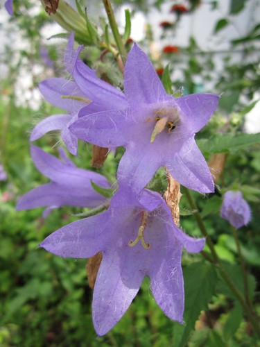 Campanula trachelium