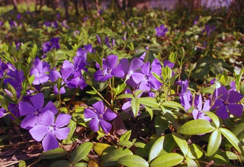 Vinca minor immergrüner - x,