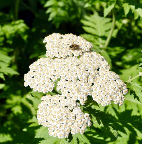 000 samen achillea - 20.000,