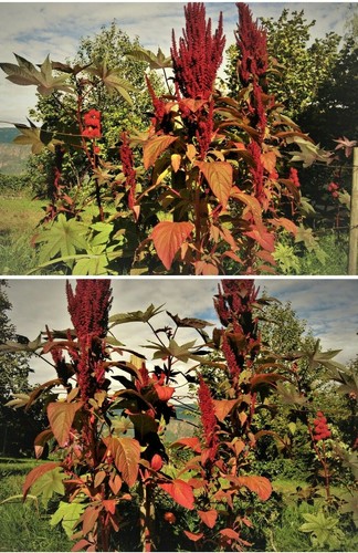 Fuchsschwanz amaranth stehend - ,