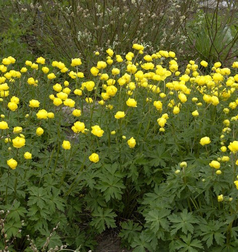 Europäische trollblume - europäische,