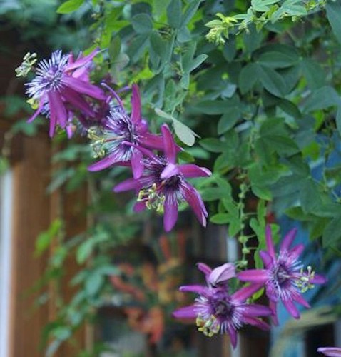 Passionsblume lavender - passionsblume,