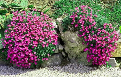 Blaukissen rosa rot - blaukissen, rosa-rot