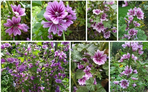 Malva zebra malve - malva,