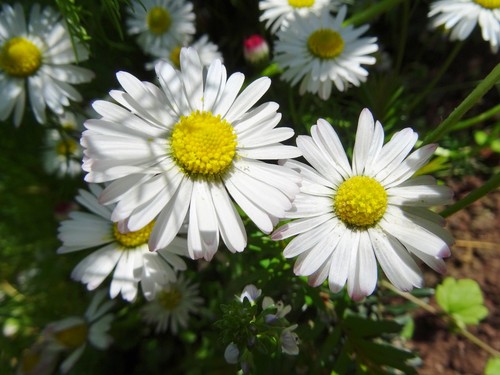 Bellis perennis ausdauerndes - perennis,