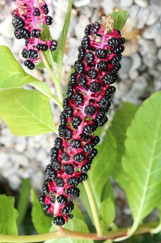 Asiatische kermesbeere - kermesbeere, 50