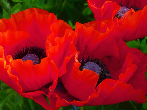 Roter türkischer riesenmohn - roter,