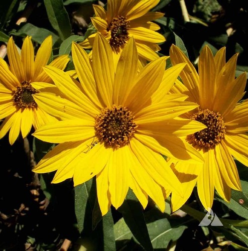 Maximilian staudensonnenblume - maximilian,