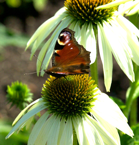 Samen wildblume blumen - wildblume,