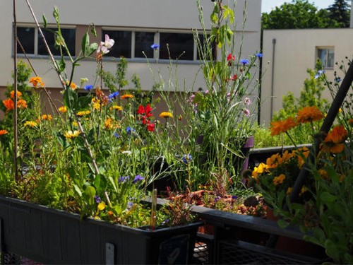 Balkon blumen mix stauden - blumen,